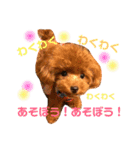 チビぷーちゃん(毎日使える)（個別スタンプ：12）