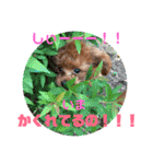 チビぷーちゃん(毎日使える)（個別スタンプ：13）