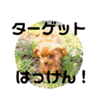 チビぷーちゃん(毎日使える)（個別スタンプ：23）