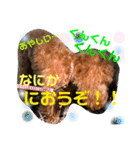 チビぷーちゃん(毎日使える)（個別スタンプ：24）