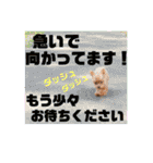 チビぷーちゃん(毎日使える)（個別スタンプ：26）