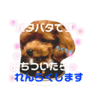 チビぷーちゃん(毎日使える)（個別スタンプ：30）