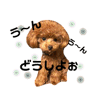 チビぷーちゃん(毎日使える)（個別スタンプ：34）