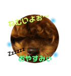 チビぷーちゃん(毎日使える)（個別スタンプ：39）