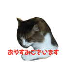 猫のひめ（個別スタンプ：1）