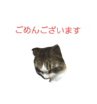 猫のひめ（個別スタンプ：2）