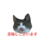 猫のひめ（個別スタンプ：3）