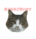 猫のひめ（個別スタンプ：4）