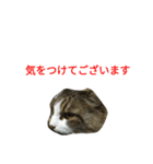 猫のひめ（個別スタンプ：5）