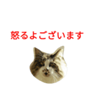 猫のひめ（個別スタンプ：6）