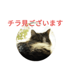 猫のひめ（個別スタンプ：7）