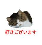 猫のひめ（個別スタンプ：8）