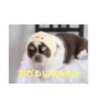 ぽこ太郎 その2（個別スタンプ：3）