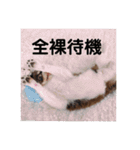 ぽこ太郎 その2（個別スタンプ：17）