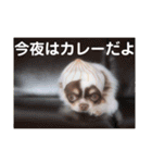 ぽこ太郎 その2（個別スタンプ：24）