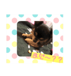 とらのすけ スタンプ（個別スタンプ：5）