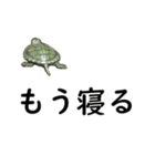 日頃の亀コロ（個別スタンプ：25）