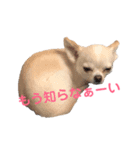 うにまる①（個別スタンプ：6）