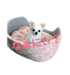 うにまる①（個別スタンプ：8）