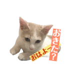 あざとい系女子猫チャイさん（個別スタンプ：1）