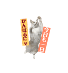 あざとい系女子猫チャイさん（個別スタンプ：2）