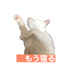 あざとい系女子猫チャイさん（個別スタンプ：5）