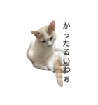 あざとい系女子猫チャイさん（個別スタンプ：6）