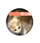 あざとい系女子猫チャイさん（個別スタンプ：8）