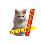 あざとい系女子猫チャイさん（個別スタンプ：9）