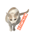 あざとい系女子猫チャイさん（個別スタンプ：10）
