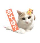 あざとい系女子猫チャイさん（個別スタンプ：12）