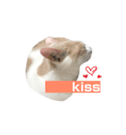 あざとい系女子猫チャイさん（個別スタンプ：13）