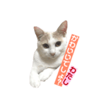 あざとい系女子猫チャイさん（個別スタンプ：15）