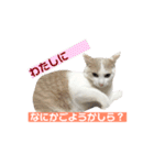 あざとい系女子猫チャイさん（個別スタンプ：16）