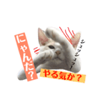 あざとい系女子猫チャイさん（個別スタンプ：18）