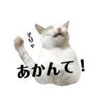あざとい系女子猫チャイさん（個別スタンプ：20）