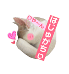 あざとい系女子猫チャイさん（個別スタンプ：21）