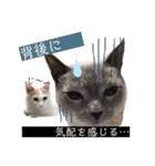 あざとい系女子猫チャイさん（個別スタンプ：22）