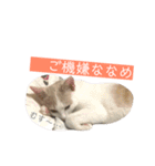 あざとい系女子猫チャイさん（個別スタンプ：24）