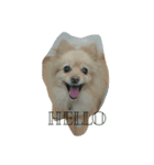 三橋家の犬（個別スタンプ：1）