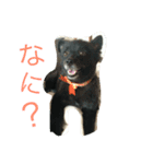 三橋家の犬（個別スタンプ：2）