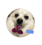 三橋家の犬（個別スタンプ：3）