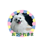 三橋家の犬（個別スタンプ：6）