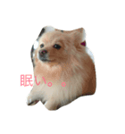 三橋家の犬（個別スタンプ：8）