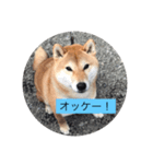 コロちゃん2（個別スタンプ：3）