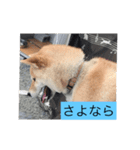 コロちゃん2（個別スタンプ：6）