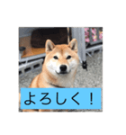 コロちゃん2（個別スタンプ：10）