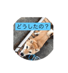 コロちゃん2（個別スタンプ：13）