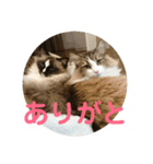 ラグドールとノルウェージャン（個別スタンプ：3）