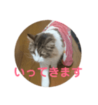ラグドールとノルウェージャン（個別スタンプ：7）